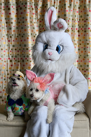 Easter Bunny Photos 005