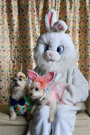 Easter Bunny Photos 004
