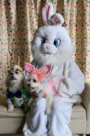 Easter Bunny Photos 003