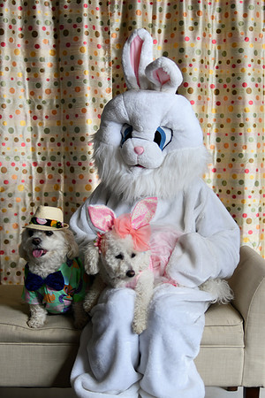 Easter Bunny Photos 001