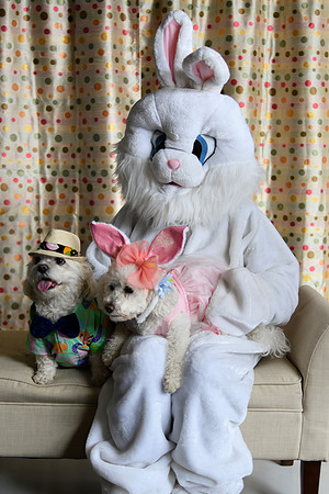 Easter Bunny Photos 002