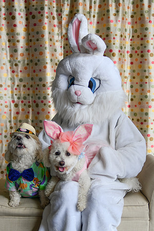 Easter Bunny Photos 007