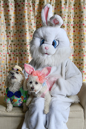 Easter Bunny Photos 006