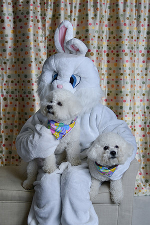Easter Bunny Photos 020