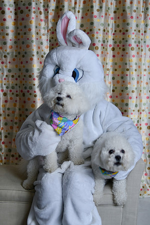 Easter Bunny Photos 022