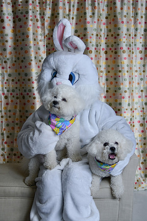 Easter Bunny Photos 021