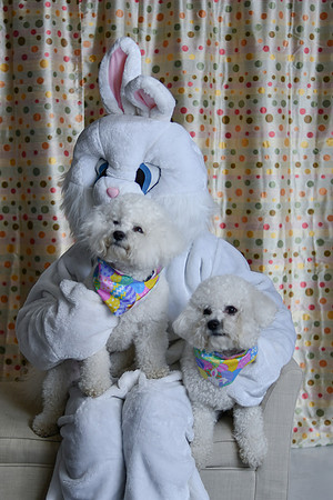 Easter Bunny Photos 024