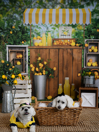 Poe Pups 16
