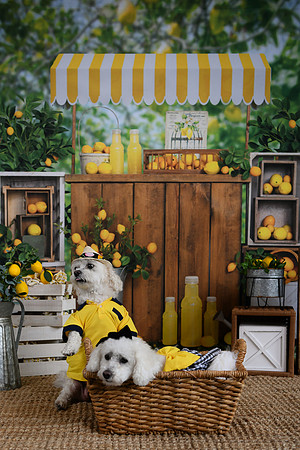 Poe Pups 21