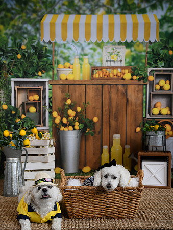 Poe Pups 17