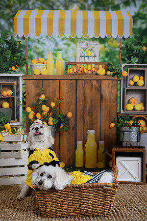 Poe Pups 28