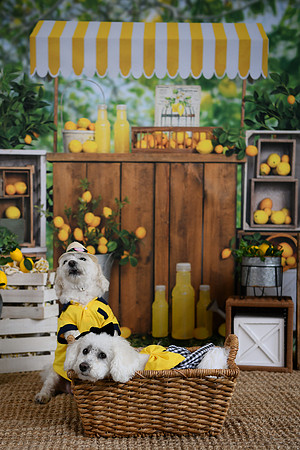 Poe Pups 29