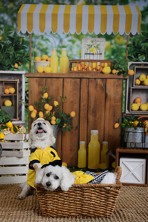 Poe Pups 27