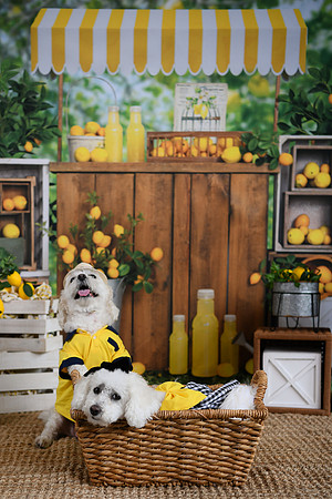 Poe Pups 26