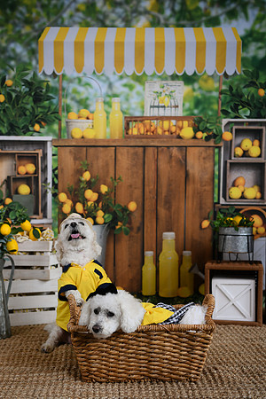 Poe Pups 25