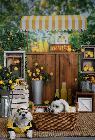 Poe Pups 15