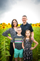 2023 sunflowers 03 peek