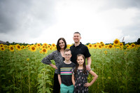 2023 sunflowers 16 peek