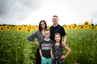 2023 sunflowers 18 peek