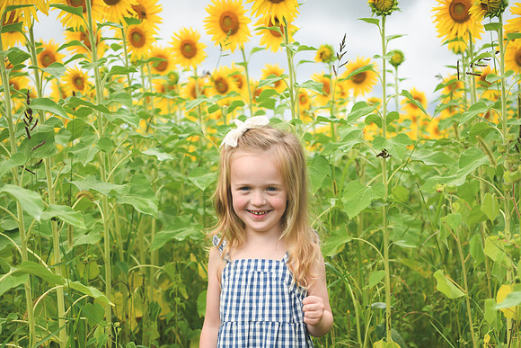 2023 sunflowers [schubert] 011