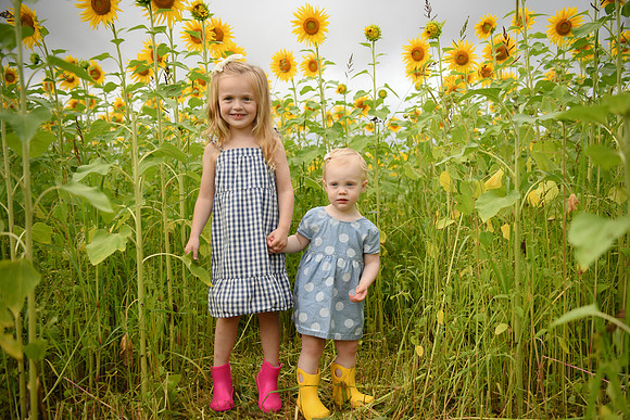2023 sunflowers [schubert] 033