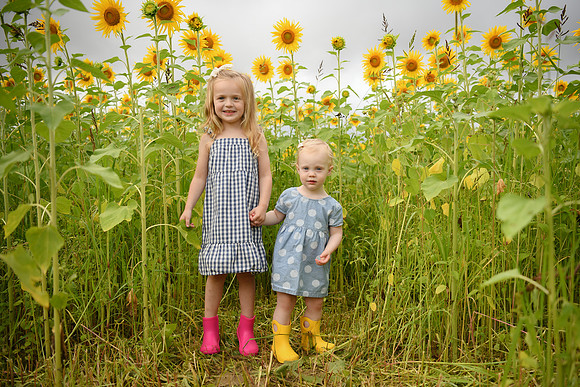 2023 sunflowers [schubert] 034