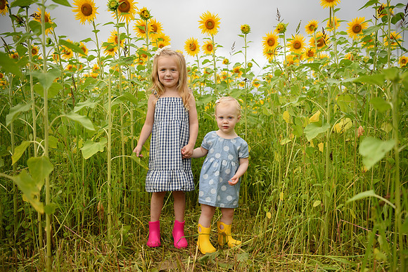 2023 sunflowers [schubert] 035