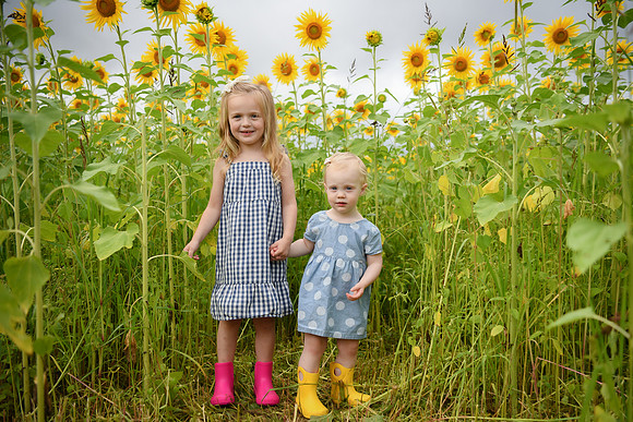 2023 sunflowers [schubert] 036