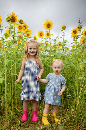 2023 sunflowers [schubert] 037