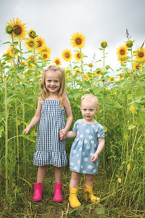 2023 sunflowers [schubert] 043