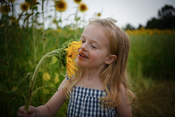 2023 sunflowers [schubert] 080