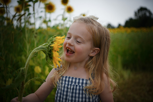 2023 sunflowers [schubert] 081