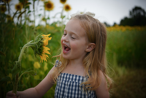 2023 sunflowers [schubert] 083