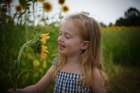 2023 sunflowers [schubert] 084