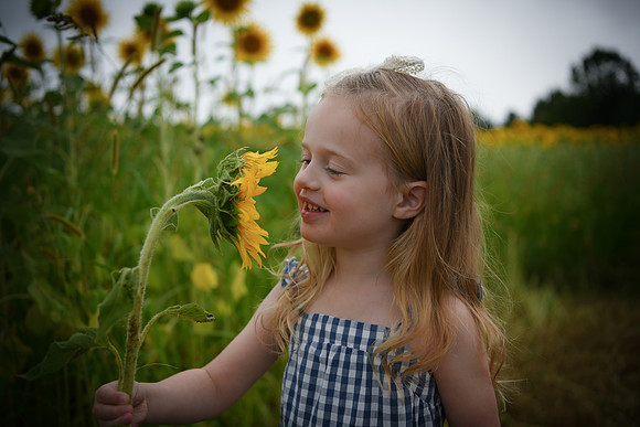 2023 sunflowers [schubert] 085