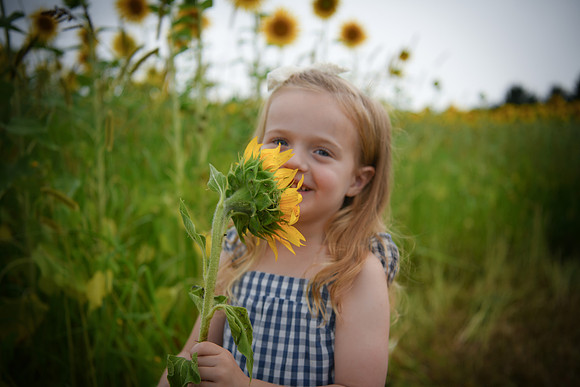 2023 sunflowers [schubert] 087