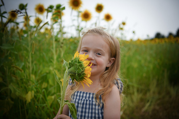 2023 sunflowers [schubert] 088