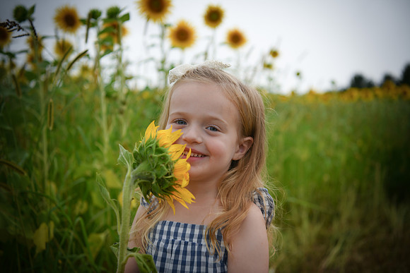 2023 sunflowers [schubert] 089