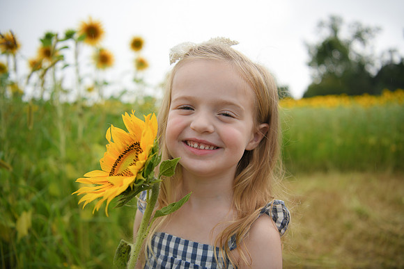 2023 sunflowers [schubert] 100