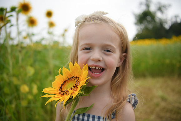 2023 sunflowers [schubert] 103