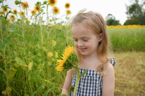 2023 sunflowers [schubert] 107