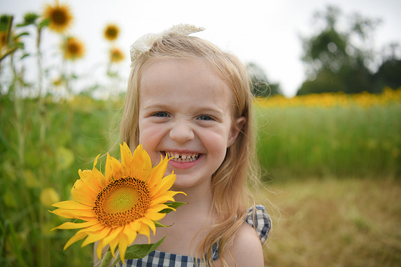 2023 sunflowers [schubert] 106