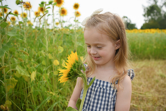 2023 sunflowers [schubert] 108