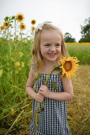 2023 sunflowers [schubert] 112