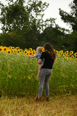 2023 sunflowers [schubert] 120
