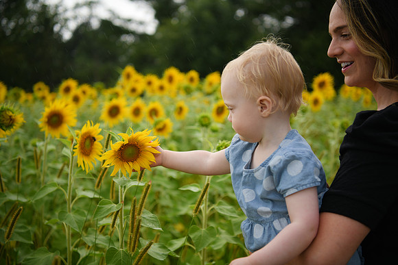 2023 sunflowers [schubert] 124