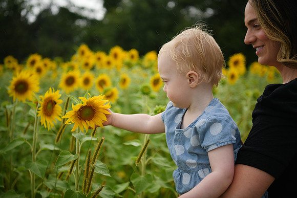 2023 sunflowers [schubert] 125
