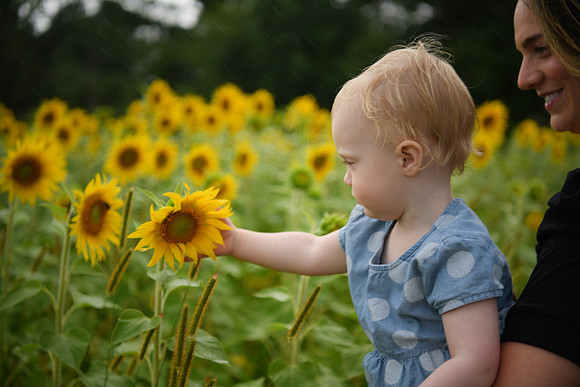 2023 sunflowers [schubert] 126