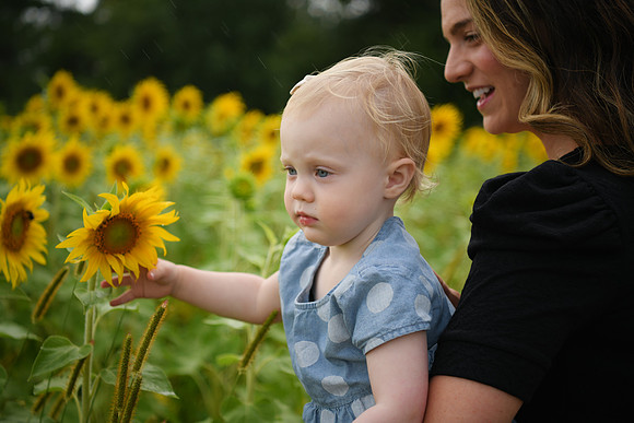 2023 sunflowers [schubert] 127