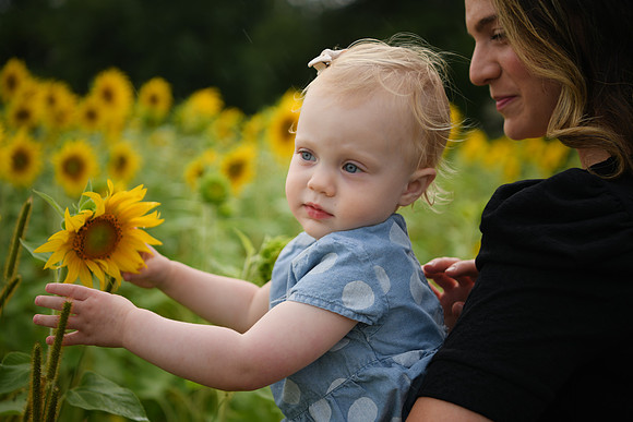 2023 sunflowers [schubert] 128